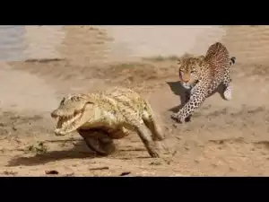 Video: Amazing Jaguar Compilation - Big Cats of South America